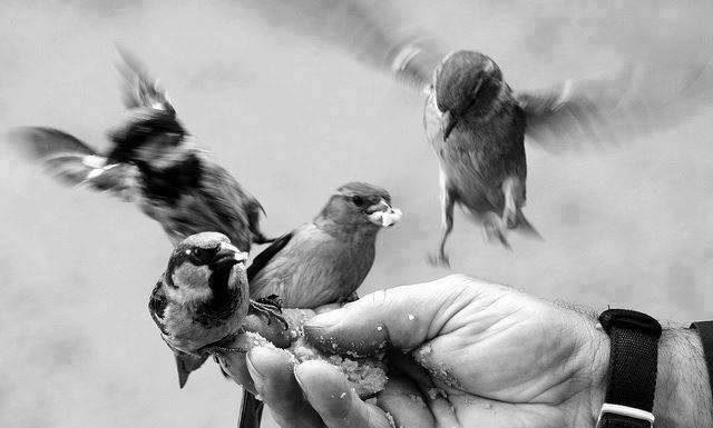 Nessuno è innocente: nemmeno il mutualismo